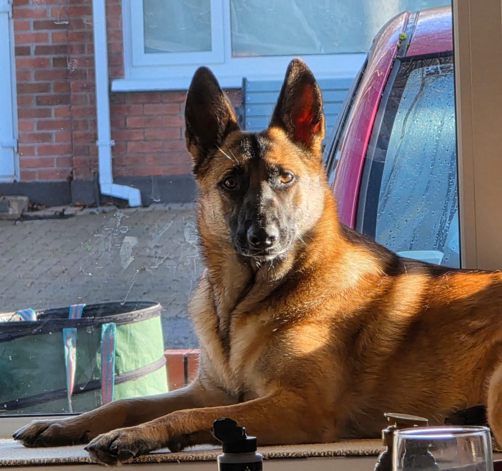 A Belgian Malinois dog lies on a windowsill, looking directly at the camera with sunlight illuminating its fur. Outside the window, next to a red car and brick building, is a sign about The Krafty Italian.